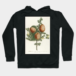 Cedar cones - Cedrus - botanical illustration Hoodie